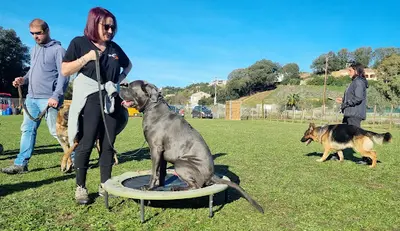 Aux Chiens - Educateur Canin Ajaccio