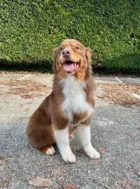 Brumar Dog