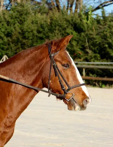Poney Club Echenevex