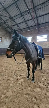 Club Hippique Saint-hubert