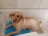 Aux Poils Dans les Mains