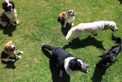 Pension Canine Regliss & Cie