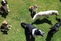Pension Canine Regliss & Cie