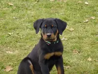 Éleveur Berger de Beauce (beauceron) : Élevage de Pontourné