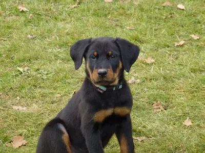 Éleveur Berger de Beauce (beauceron) : Élevage de Pontourné