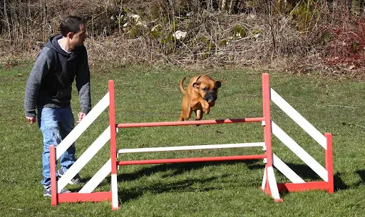 Reeducdog S