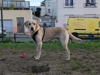 Élevage de Labrador Retriever - Black Soldier