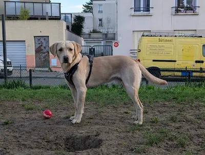 Élevage de Labrador Retriever - Black Soldier