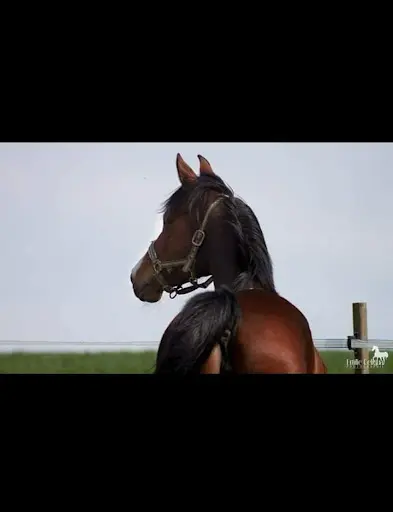 Haras P Ti Royal