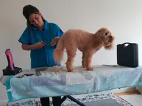 Coifftoutou