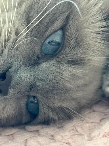 Des Patounes Saphir, Elevage de Ragdoll