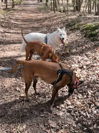 Yasanimals - Educateur Canin - Comportementaliste - Promeneur Pour Chien - Petsitter - Educateur Chien