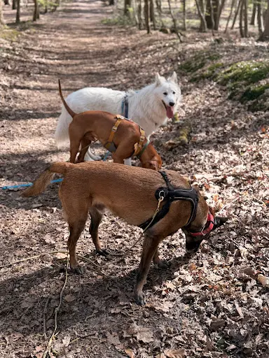 Yasanimals - Educateur Canin - Comportementaliste - Promeneur Pour Chien - Petsitter - Educateur Chien