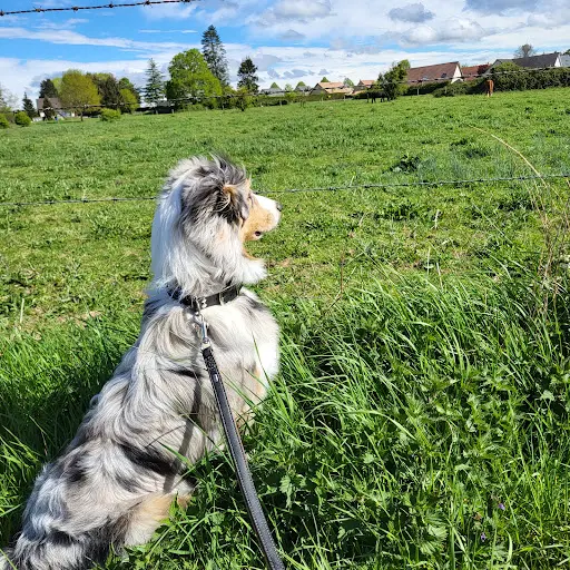 Dogs Family Educateur Comportementaliste Canin