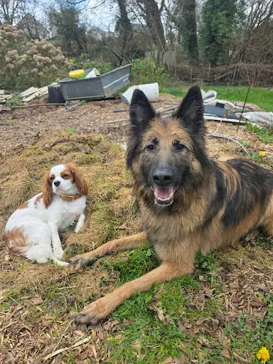 Sai & Co Éducateur Canin Comportementaliste