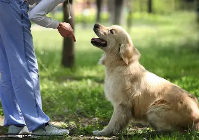 Bluedog