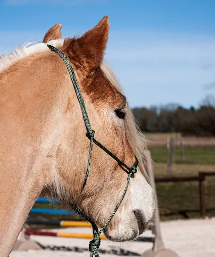 Cheval en Selle By Asptt " le Bengali"