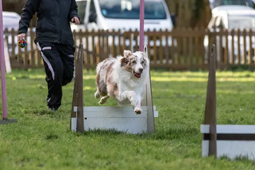 Education Canine et Agility du Roussillon