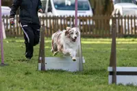 Education Canine et Agility du Roussillon