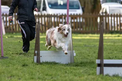 Education Canine et Agility du Roussillon