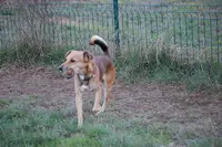 Résidence Féline la Foun d'en Barrère et Centre d'Éducation Canin