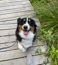Woof Academy