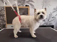 La Pause Canine