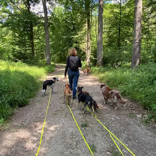 Amitié Canine
