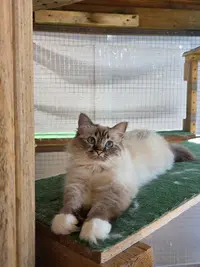 Chatterie des Félins Gantés