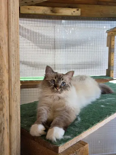 Chatterie des Félins Gantés