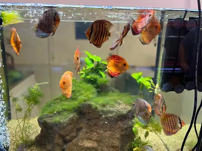 Aquariopassion