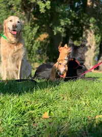 Heavenly Dog Training