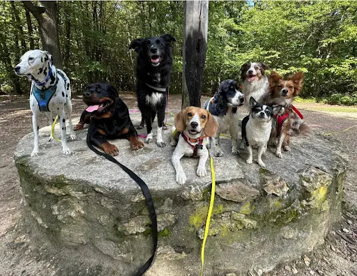 Les Truffes de Mathilda - Education Canin - Promenade en Meute