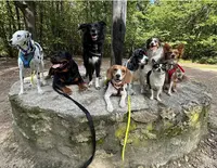 Les Truffes de Mathilda - Education Canin - Promenade en Meute
