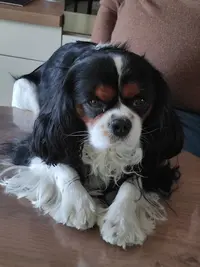 Élevage les Cavaliers King Charles des Sources du Baillons
