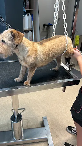 Elégance Canine
