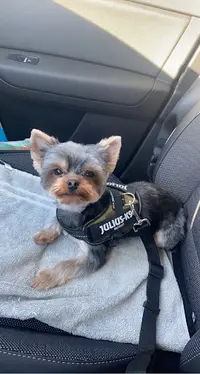 Dogs And Co