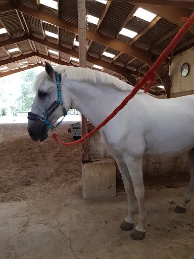 Kali Equitation