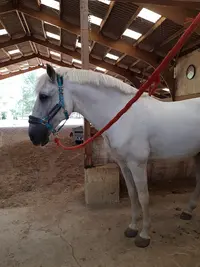Kali Equitation
