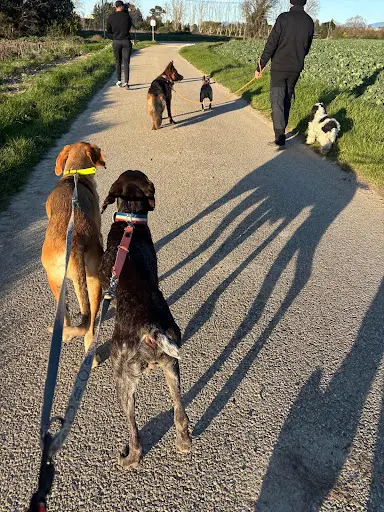 Pa&coeducanin Educatrice&comportementaliste Canin/pet-sitter
