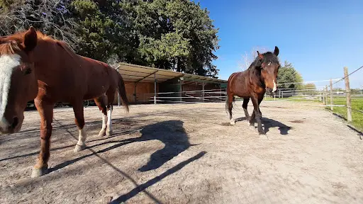 Pension Equestre Domaine de Tayolle