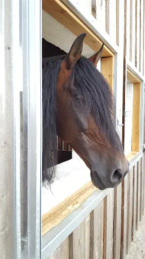 Equidestra Ag Tousch David