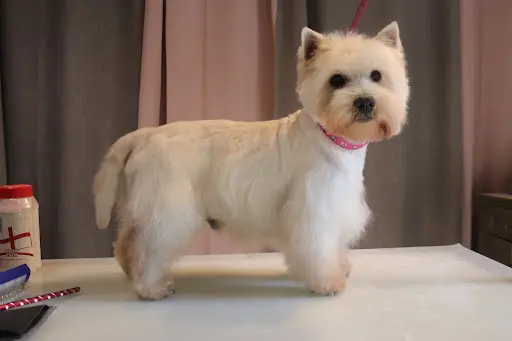 Soggy-doggy