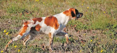 Centre Canin / Félin du Pilier des Masques