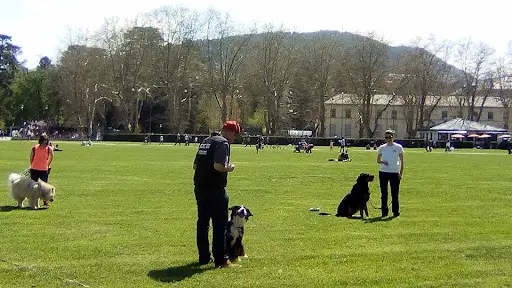 Patteapaume - Éducateur Canin Secteur Bassin Annécien (annecy, Rumilly, Villes Limitrophes)