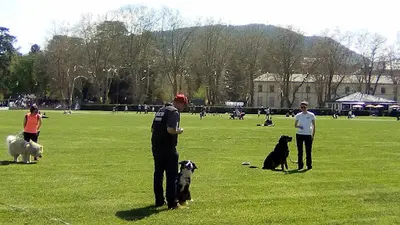 Patteapaume - Éducateur Canin Secteur Bassin Annécien (annecy, Rumilly, Villes Limitrophes)