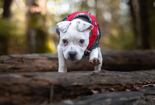 l'Odyssée des Chiens