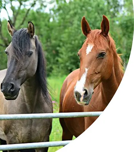 Haras des Bergers