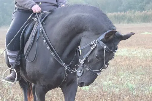 Ecurie d'Eshanelly