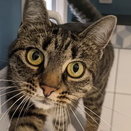 Happypets - Pension Pour Chats